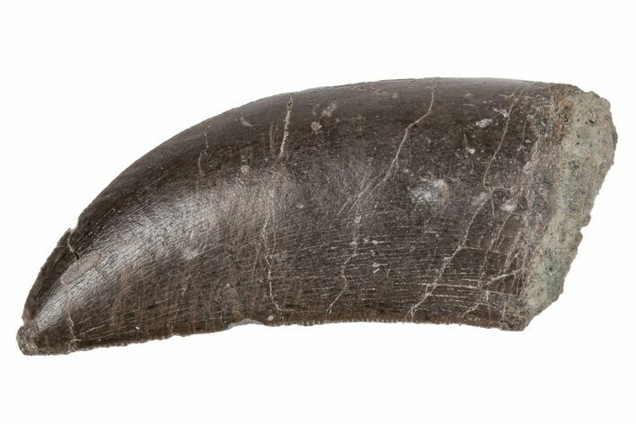 Serrated Dinosaur (Allosaurus) Tooth - Colorado #218330